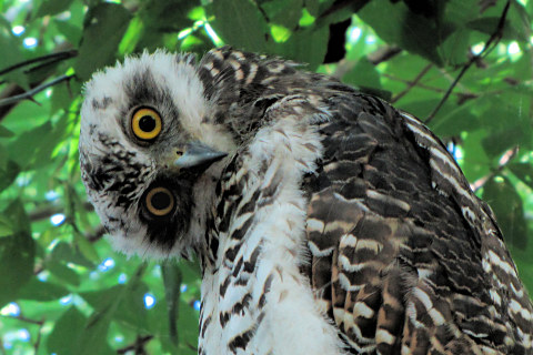 Powerful Owl (Ninox strenua)
